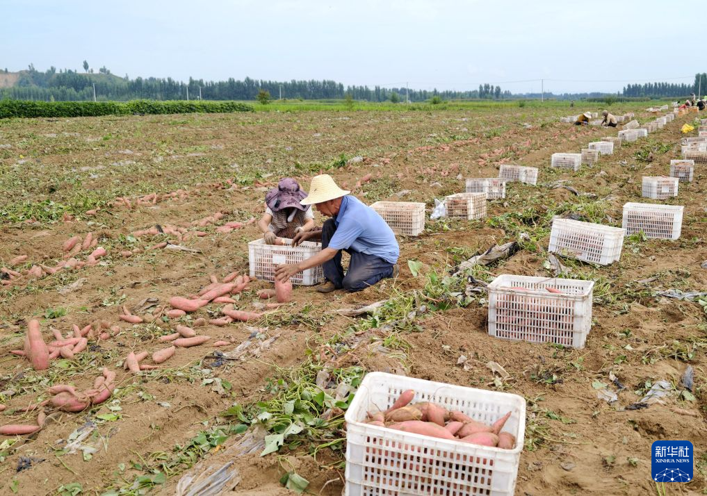 8月18日,农民在河北省卢龙县清喜生态农业有限公司的甘薯种植基地收获鲜食甘薯。