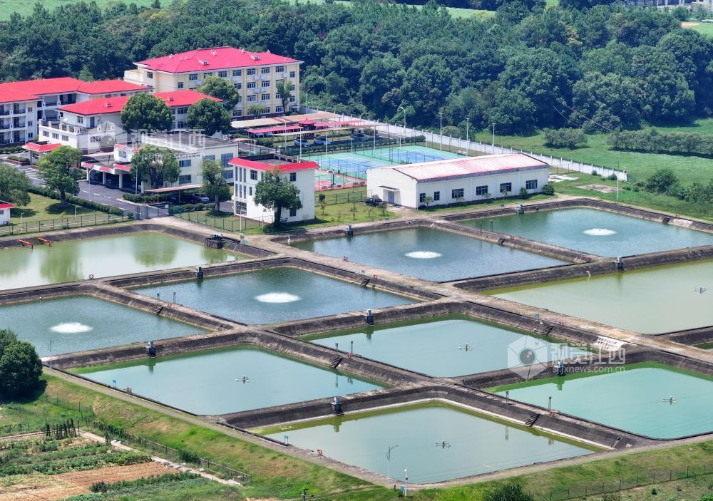 2026年8月17日，江西泰和航电枢纽鱼苗繁殖场鱼池正在进行增氧，确保鱼苗生长。