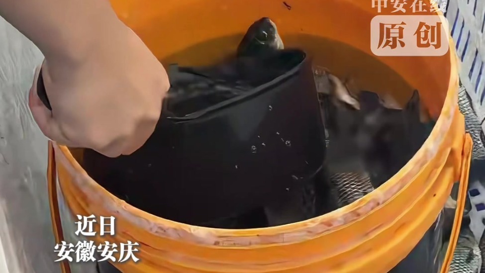 长江十年行 | 长江安庆段为何成江豚“最爱”？