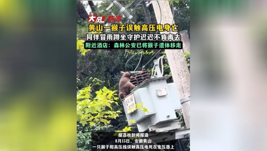 黄山一猴子误触高压电身亡，同伴冒雨蹲坐守护迟迟不肯离去，附近酒店：森林公安已将猴子遗体移走