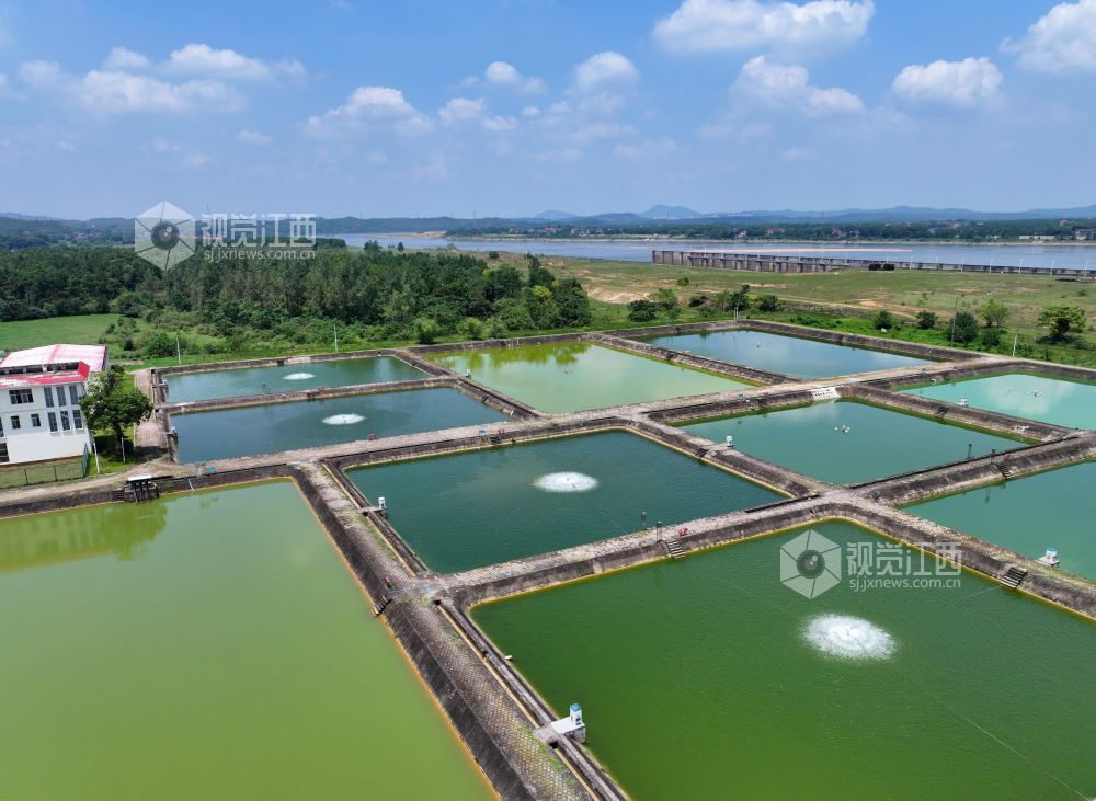 2026年8月17日，江西泰和航电枢纽鱼苗繁殖场鱼池正在进行增氧，确保鱼苗生长。