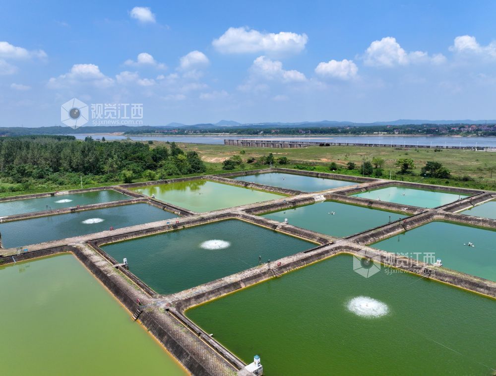 2026年8月17日，江西泰和航电枢纽鱼苗繁殖场鱼池正在进行增氧，确保鱼苗生长。