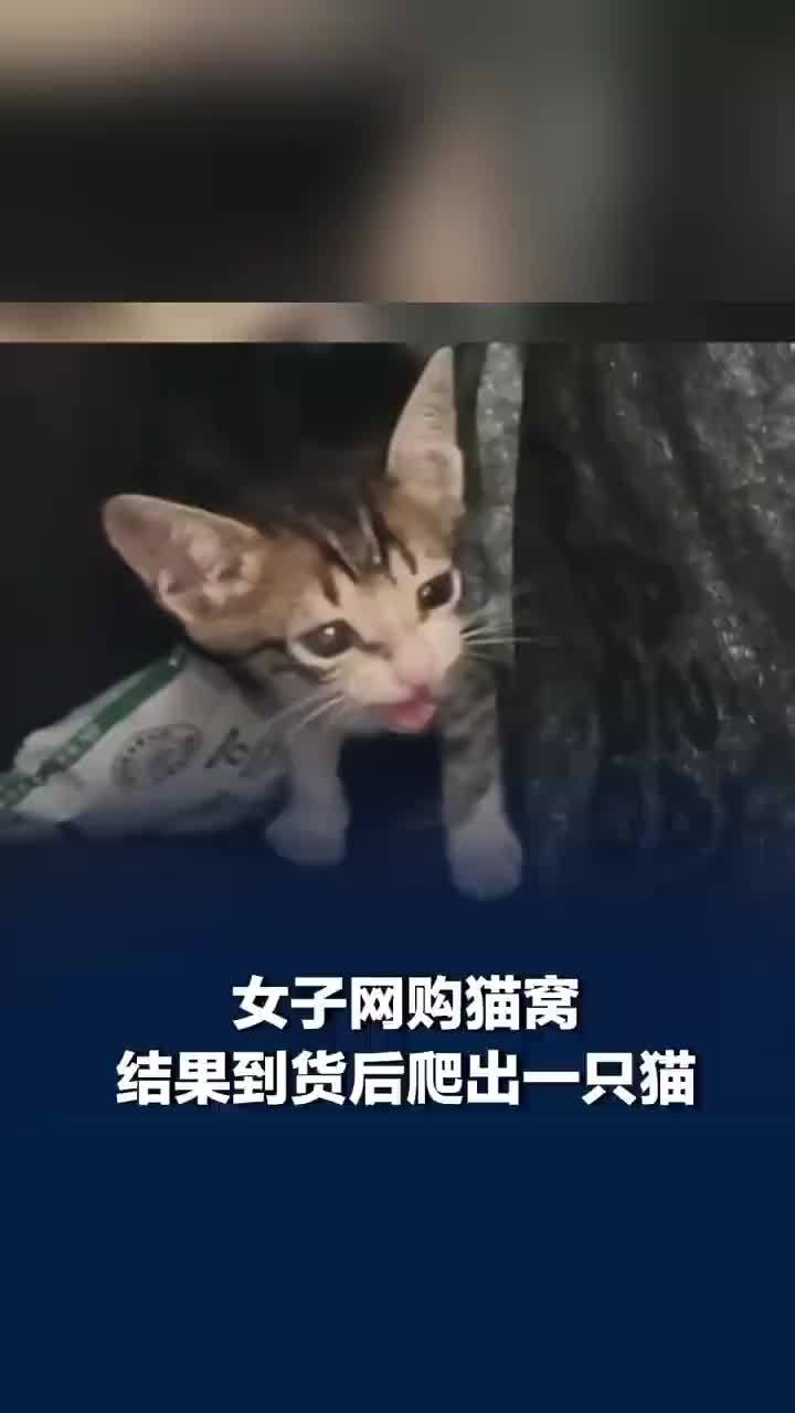 女子买猫窝到货后爬出一只猫