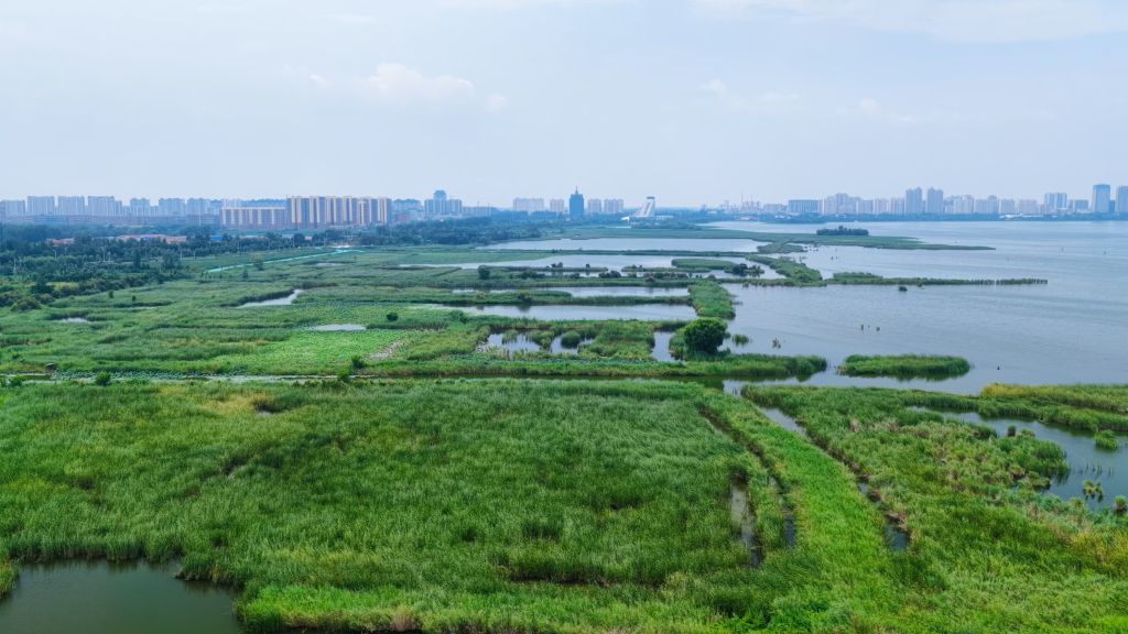 衡水湖水域一角。新华社发