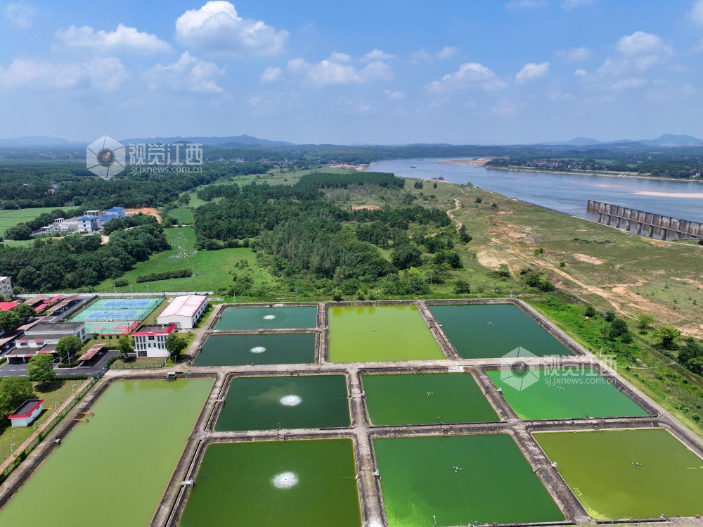 2026年8月17日，江西泰和航电枢纽鱼苗繁殖场鱼池正在进行增氧，确保鱼苗生长。