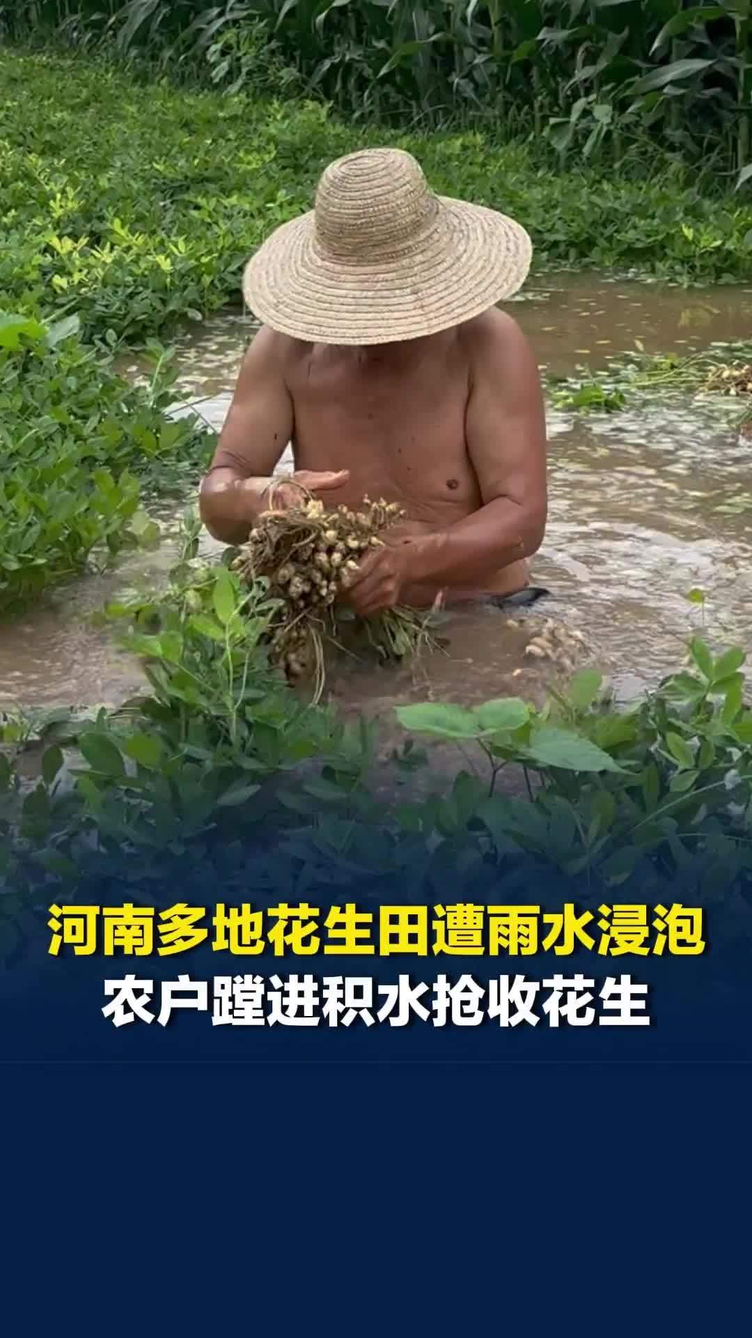河南多地花生田遭暴雨浸泡，农户蹚进没腰的积水抢收花生：不及时打捞就烂在地里了