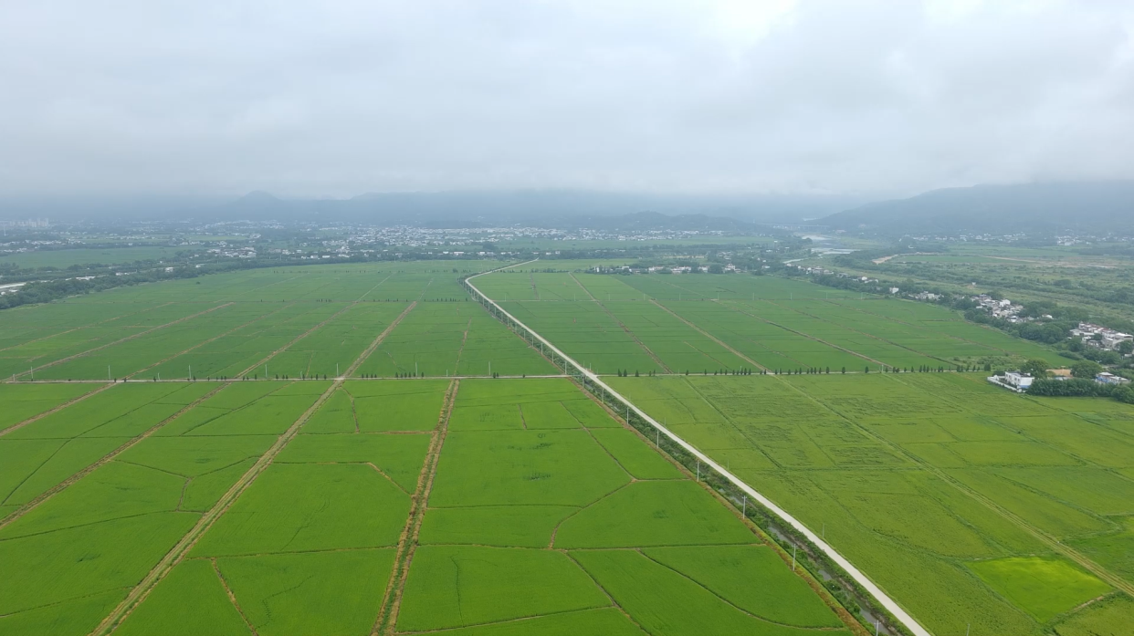鲁花乐地生花生蛋白肽肥水稻示范田