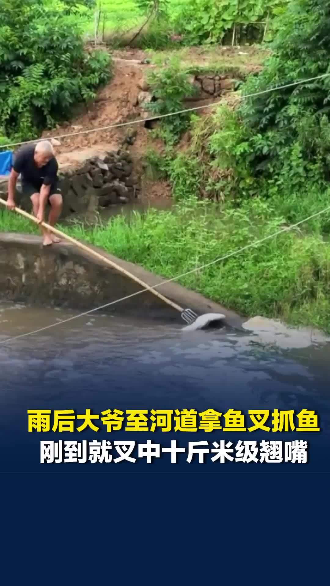 暴雨后大爷至河道拿鱼叉抓鱼，刚到就精准叉中十斤米级翘嘴