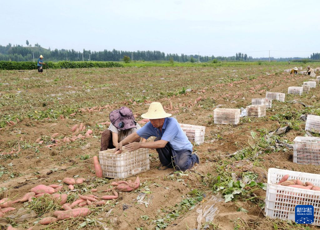 8月18日,农民在河北省卢龙县清喜生态农业有限公司的甘薯种植基地收获鲜食甘薯。