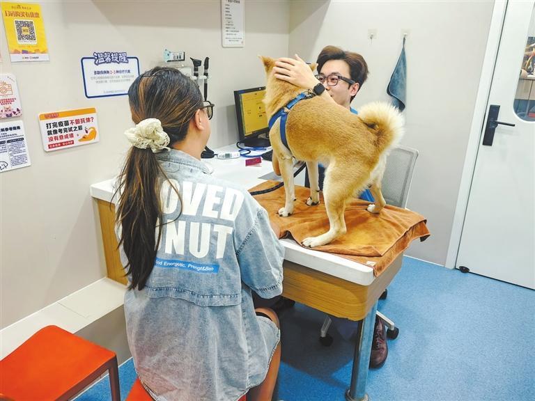 宠物犬正在接受体检　佑安动物医院供图