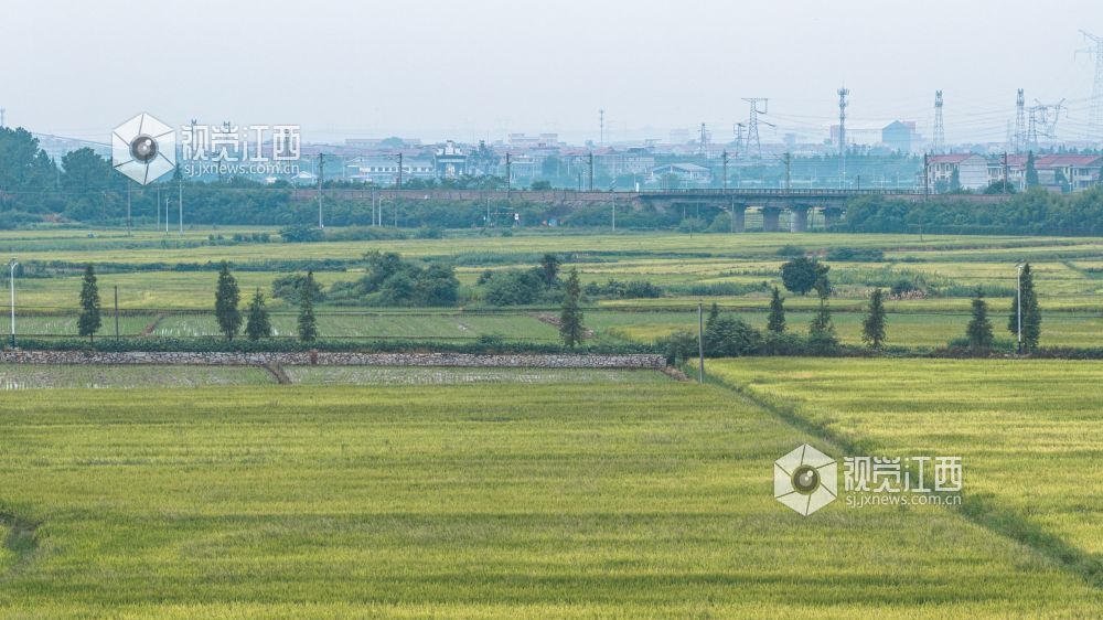 2026年8月14日在江西省吉安市新干县中堎水库拍摄的画面。