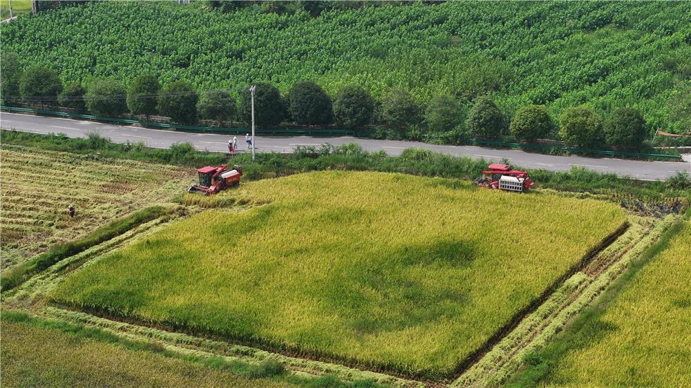 8月17日，屏锦镇和睦村，跨区作业的收割机正在抢收稻谷。