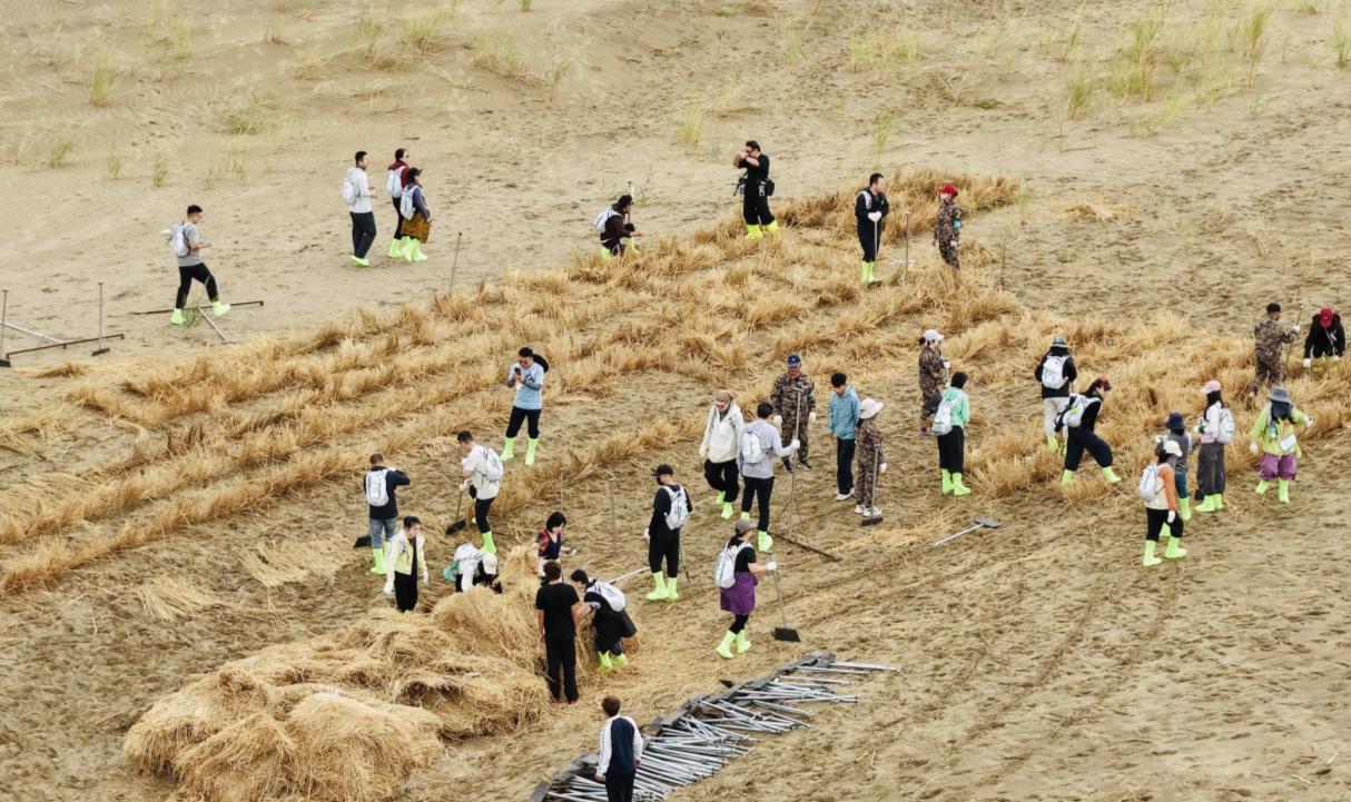 树友向种树人学习打草方格沙障