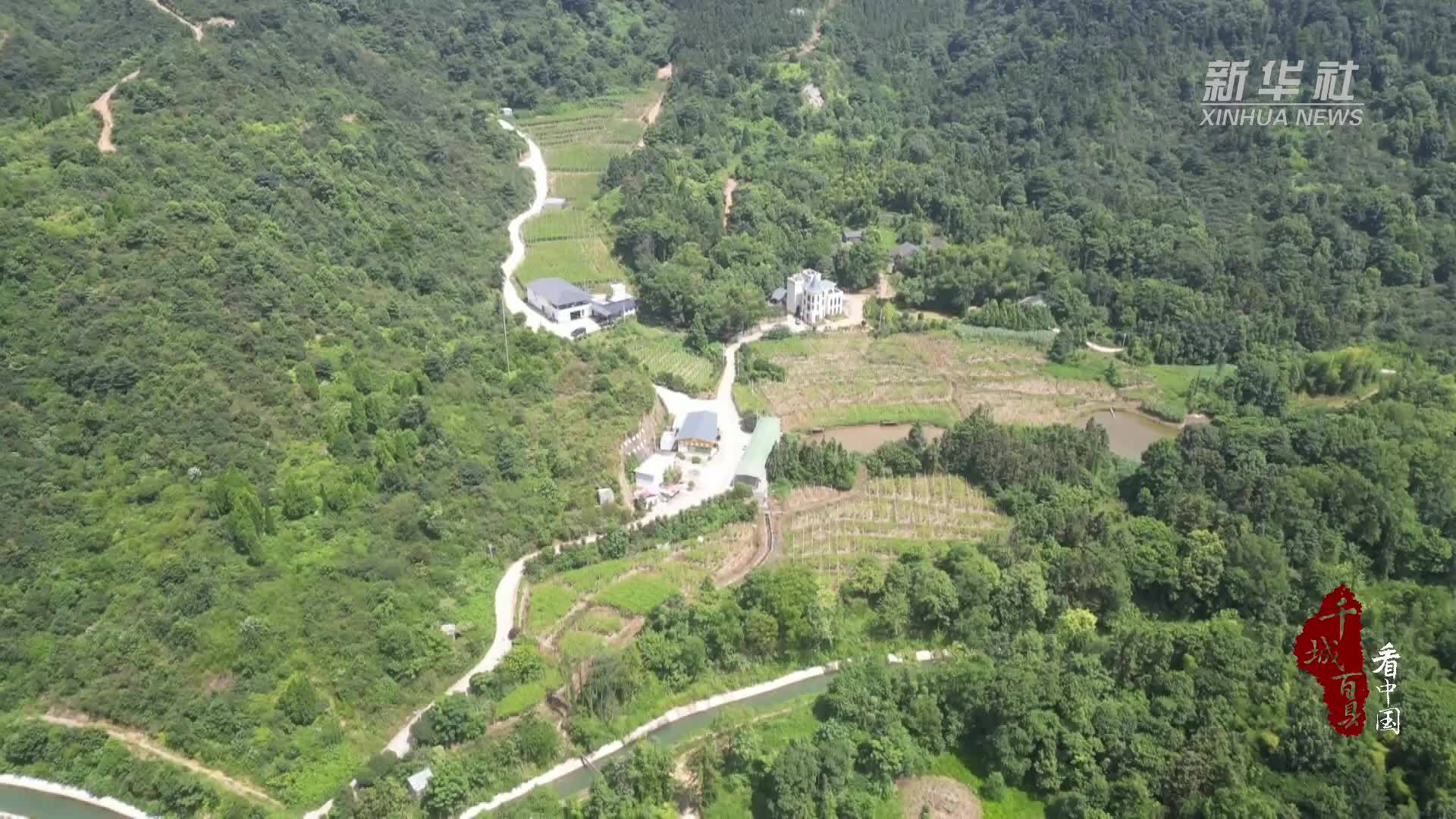 千城百县看中国｜湖南祁阳：藤蔓挂金果 棚下采收忙