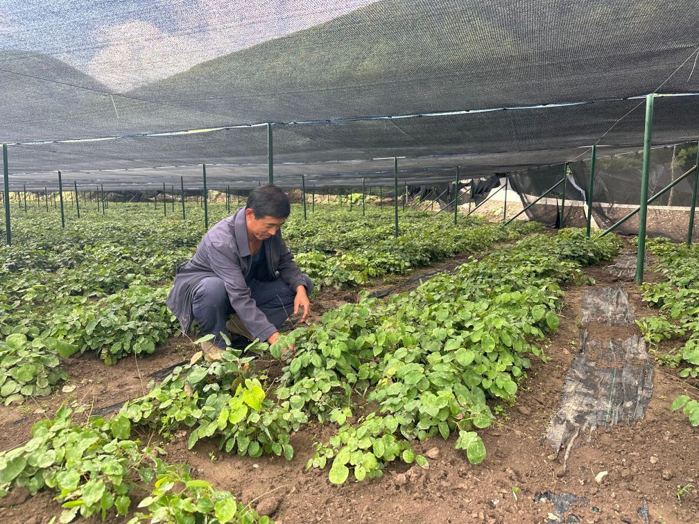 朱建忠在淫羊藿种植基地里劳作 新华社记者 张文静 摄