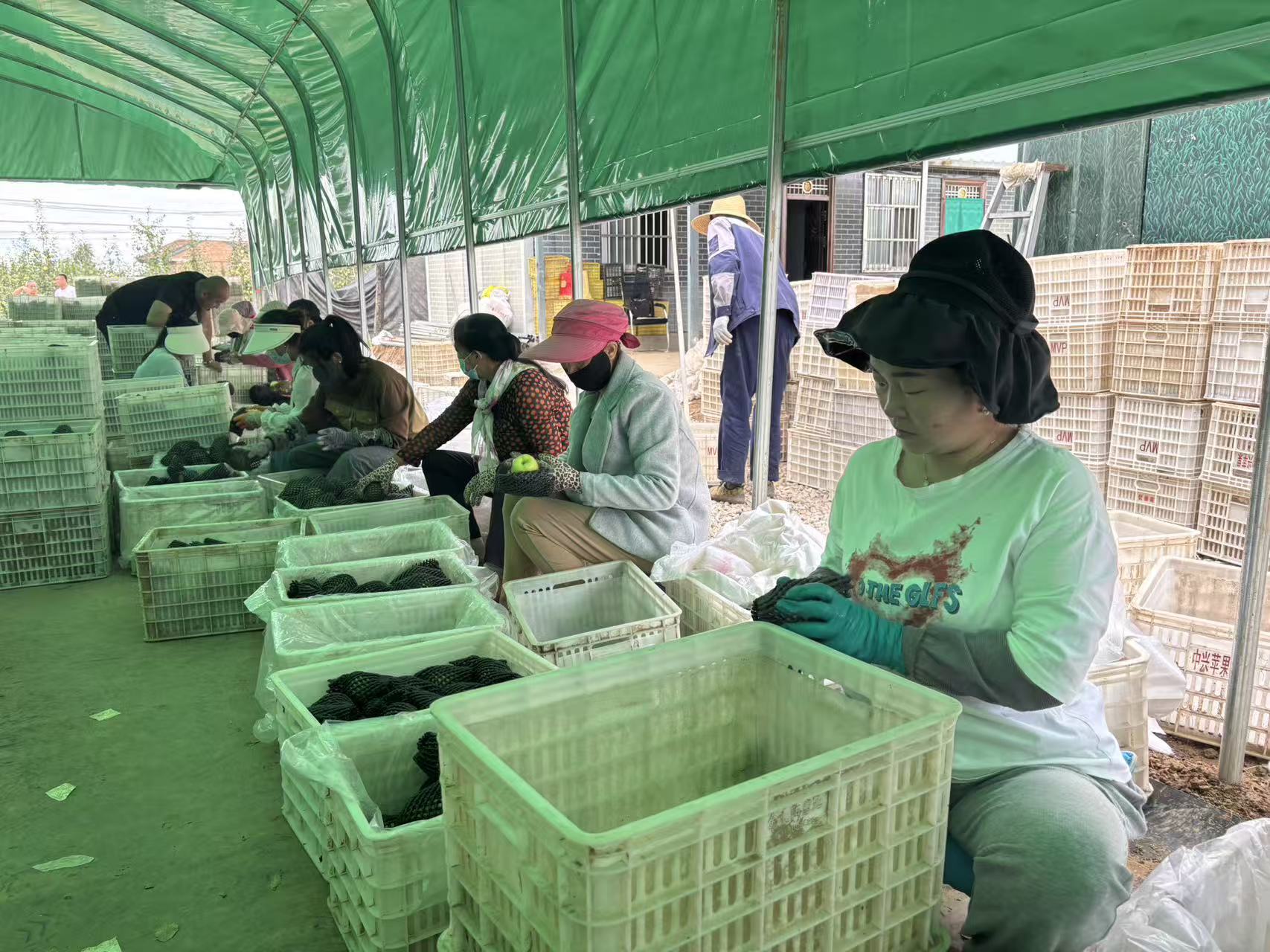 (图片为村民分拣苹果)