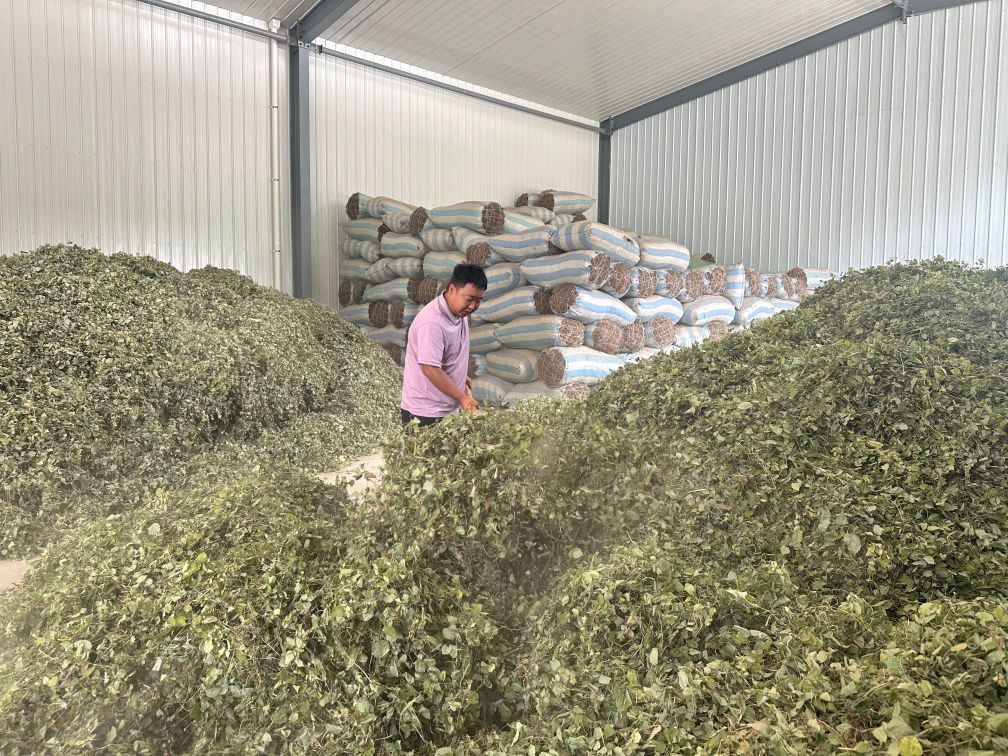 杨小元在自家的购销集散基地里整理淫羊藿 新华社记者 张文静 摄