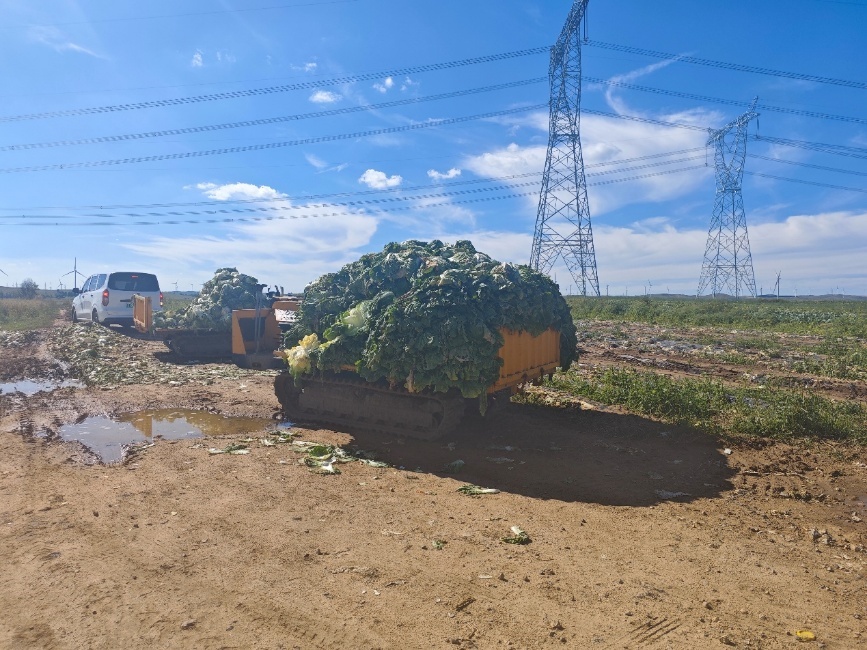 实探“甲醛白菜”风波中的康保:警察一车一检,问题白菜就地销毁_快讯_第9张_纵横网 实探“甲醛白菜”风波中的康保:警察一车一检,问题白菜就地销毁_https://www.izongheng.net_快讯_第9张