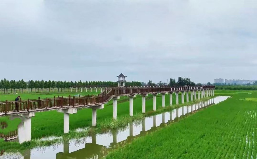 稻浪翻涌藏美景 大地艺术焕新韵