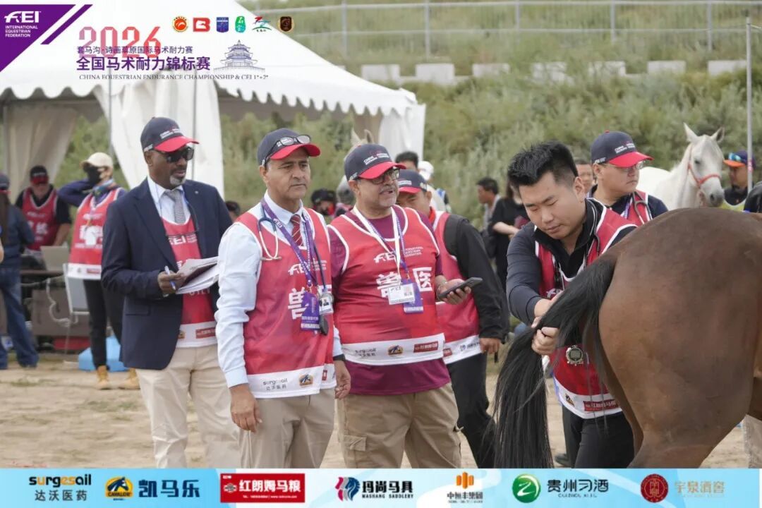 FEI兽医团队为参赛马匹做赛前检录