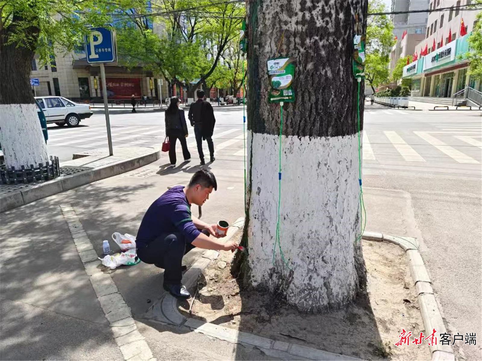 工作人员为古杨树进行树干涂白及吊瓶输营养液