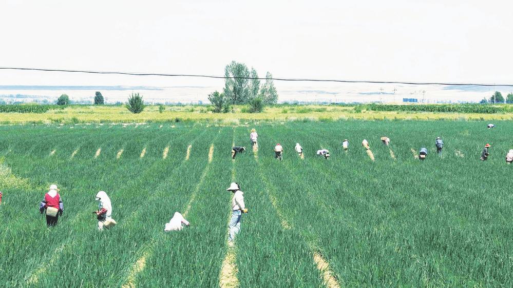 民乐县丰乐镇小白葱种植基地，工人正在开展田间管护作业。
