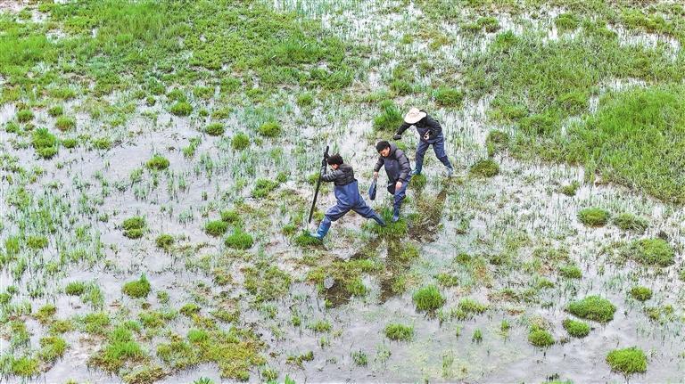 工作人员涉水前往尕加湿地黑颈鹤核心栖息地监测点