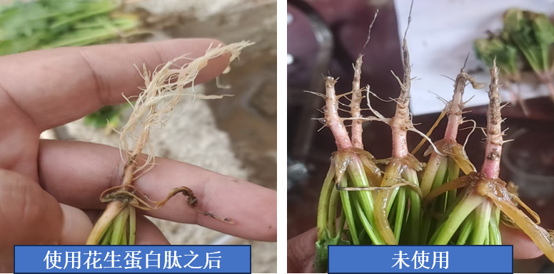 受涝害的菠菜施用鲁花肽肥，长出新的根系