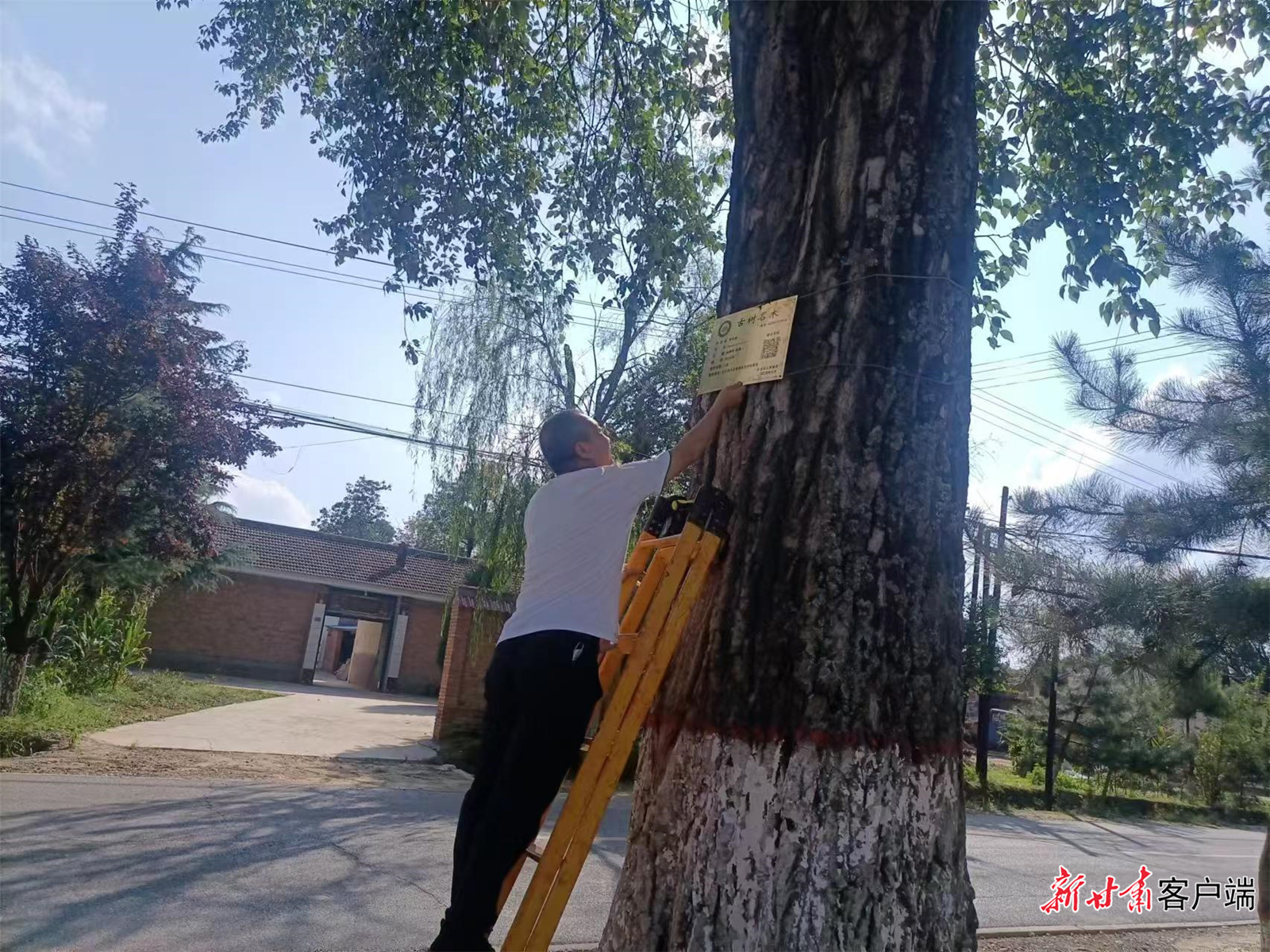 工作人员为古树悬挂标识牌
