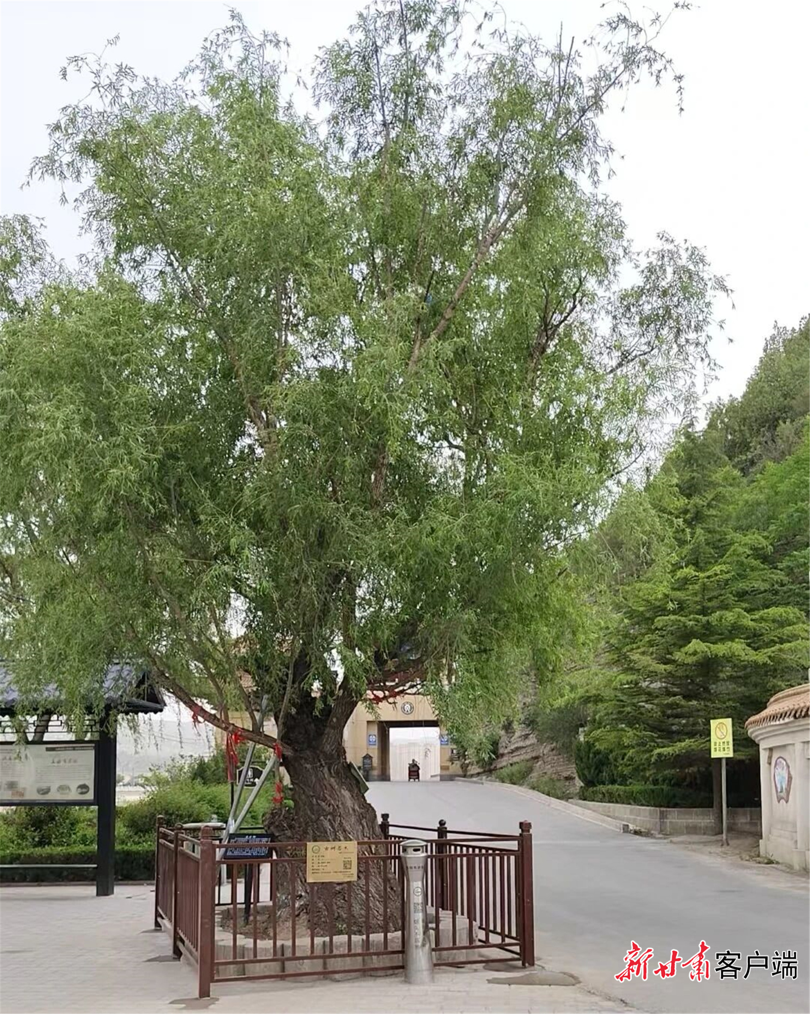 给王母宫回屋前左公柳安装保护设施　本文图片均由泾川县林草局提供