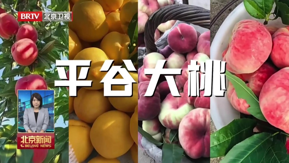 北京劳动者之歌丨宫成：桃林里的致富领路人
