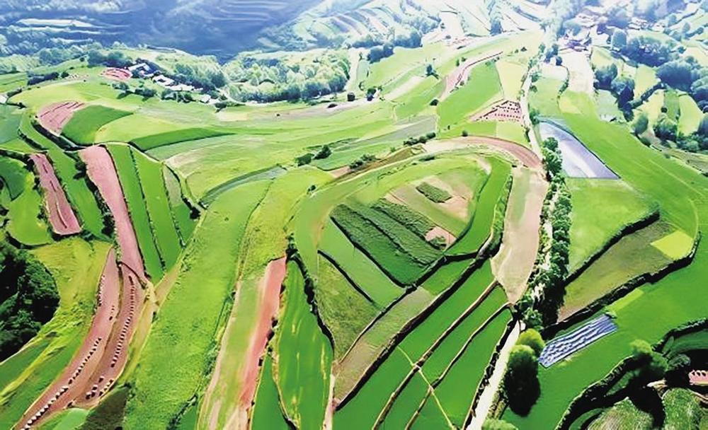 临洮县康家集乡中庄村连片中药材种植区 新甘肃·甘肃经济日报通讯员 李越 摄
