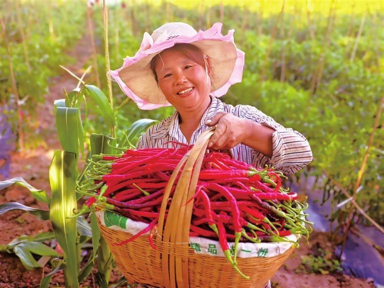 近日，两当县杨店镇豆家坪村的辣椒进入集中采收期，农户拉来刚摘的鲜椒。新甘肃&middot;甘肃农民报通讯员　王艳庆