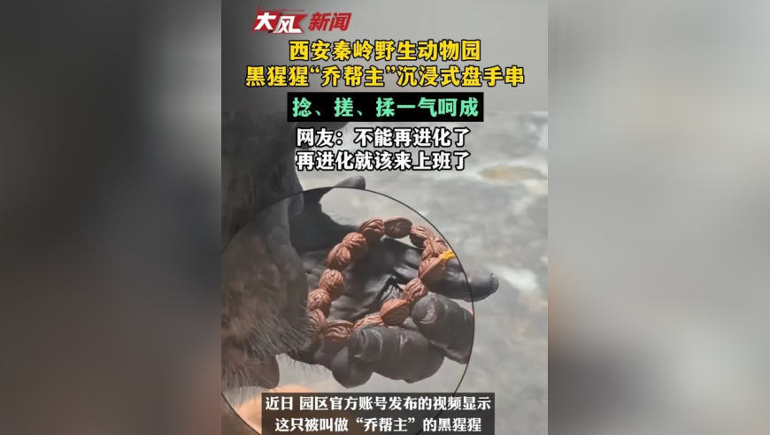 西安秦岭野生动物园黑猩猩“乔帮主”沉浸式盘手串，捻、搓、揉一气呵成，网友：不能再进化了 再进化就该来上班了