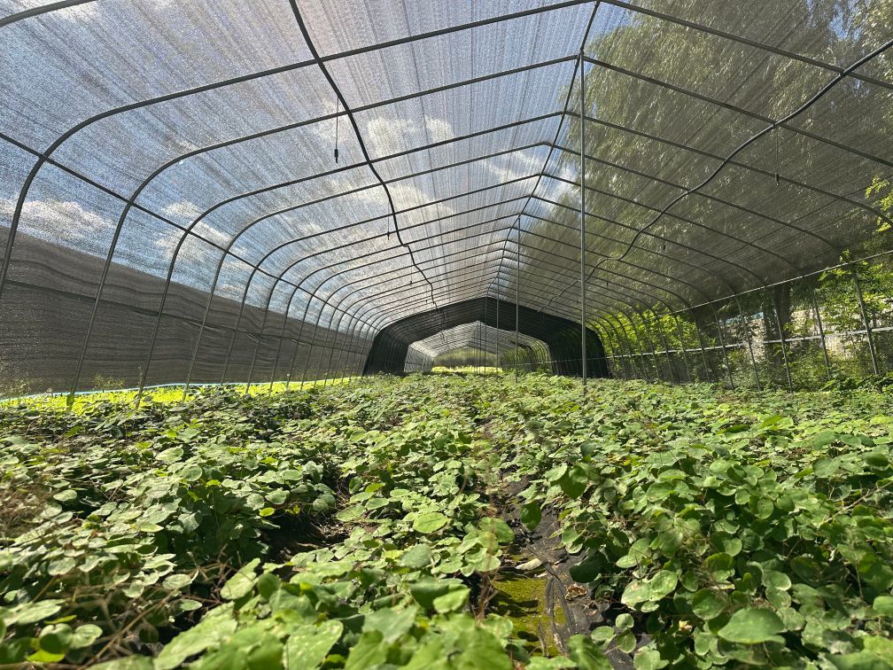 这是漳县淫羊藿产业研发推广中心种植的淫羊藿 新华社记者 张文静 摄