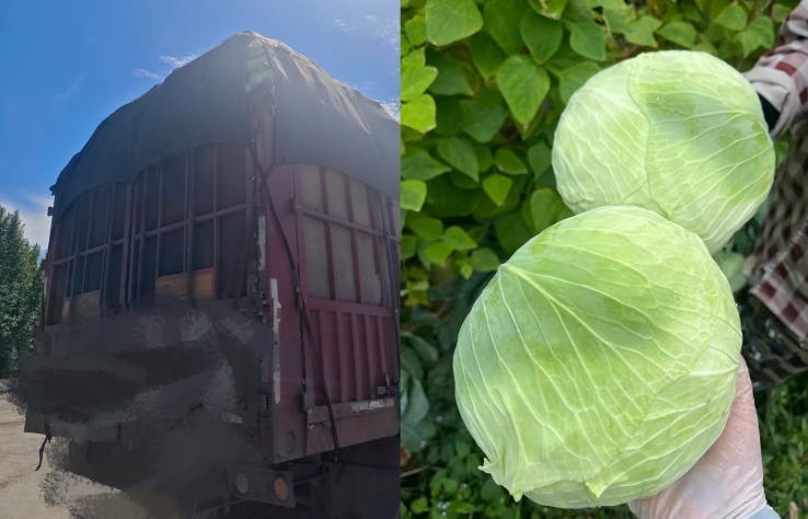 实探“甲醛白菜”风波中的康保:警察一车一检,问题白菜就地销毁_快讯_第6张_纵横网 实探“甲醛白菜”风波中的康保:警察一车一检,问题白菜就地销毁_https://www.izongheng.net_快讯_第6张
