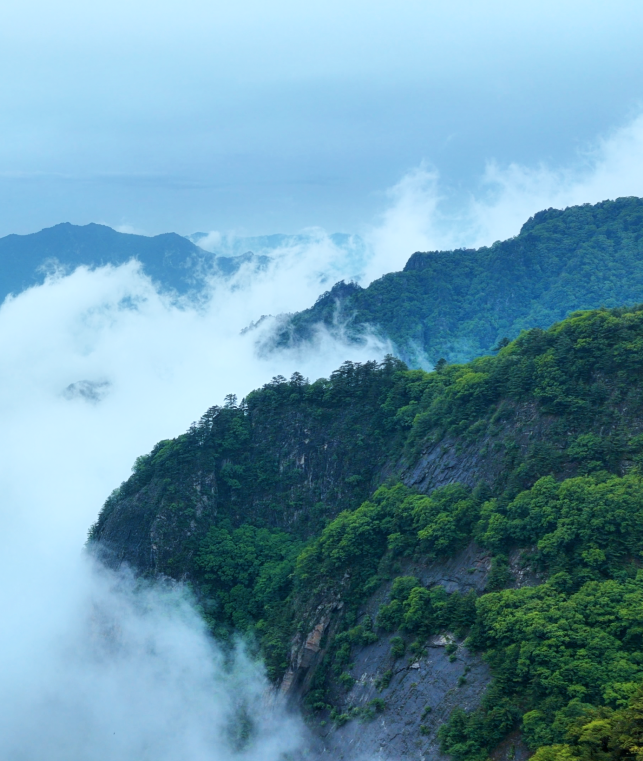 太平朱雀森林公园