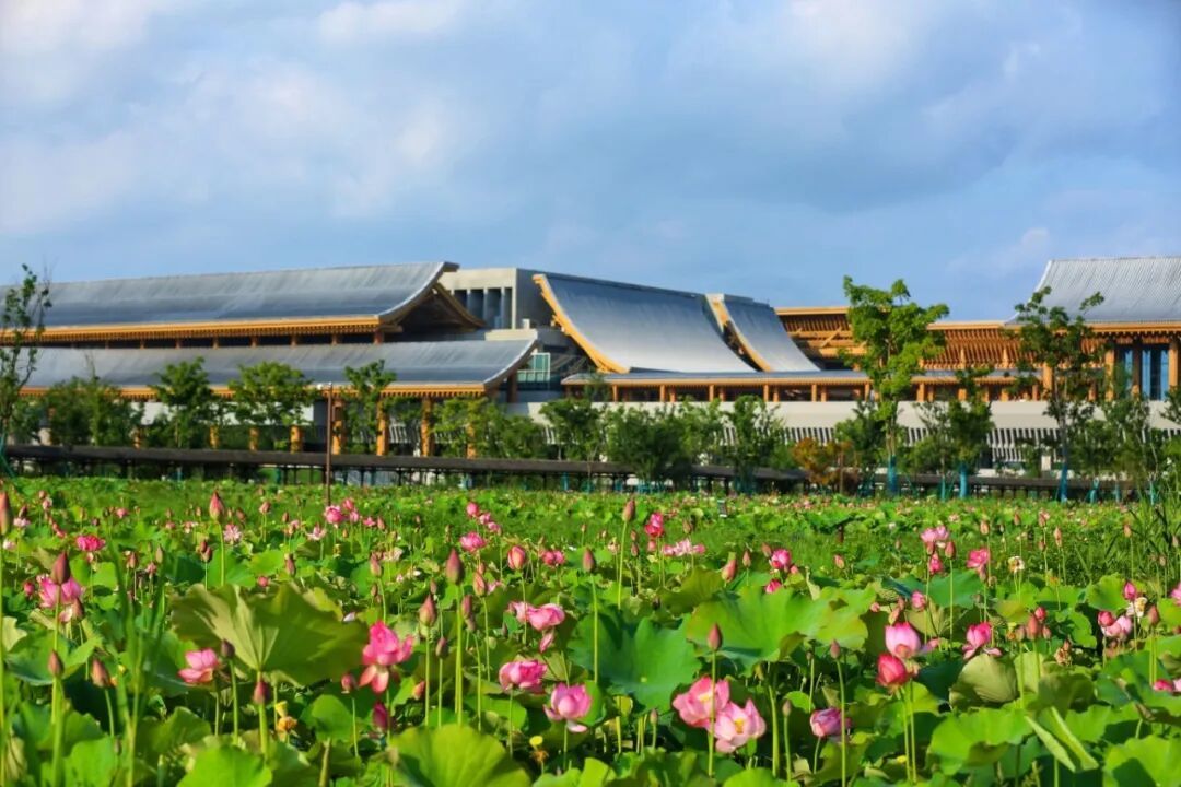 6月21日《宁波国际会议中心满池荷花盛开》宁波发布特约摄影师周耀辉 摄.jpg