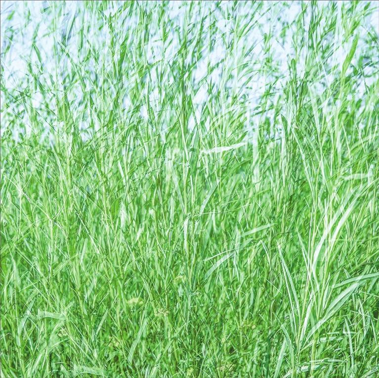 《绿意》(组照之一) 新甘肃·甘肃日报特邀通讯员 桂政全
