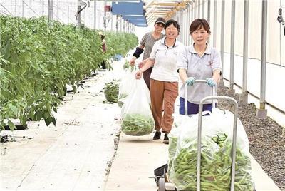 图为乐平市某高科技蔬菜大棚的工作人员在运输刚采摘完的辣椒。 （特约通讯员 朱定文 摄）