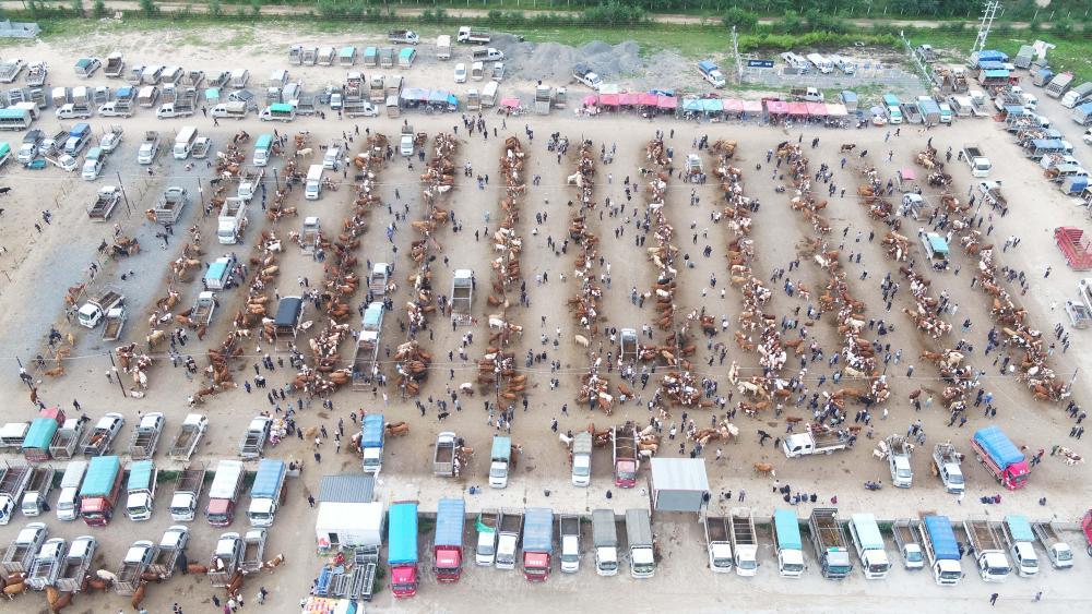 8月22日拍摄的甘肃省定西市安定区李家堡镇的牲畜交易市场(无人机照片)