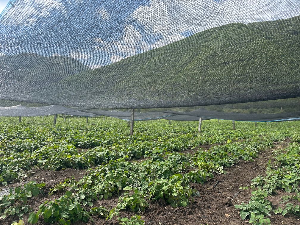 这是由漳县林草生态投资开发有限责任公司建设的淫羊藿种植基地 新华社记者 张文静 摄