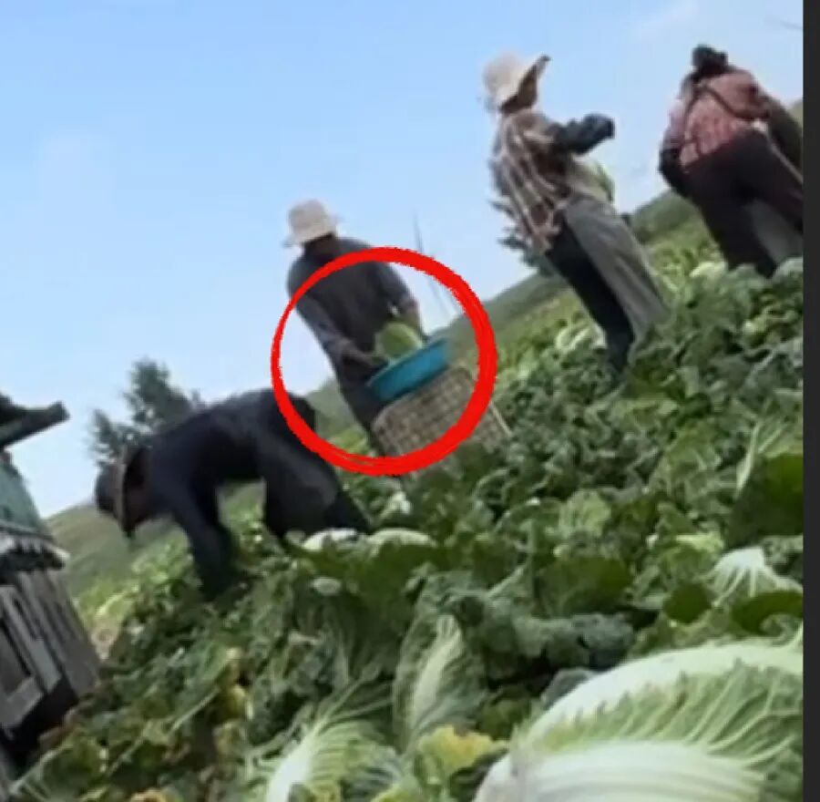 针对“甲醛白菜”，三部门联合出手