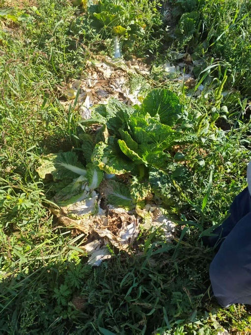 实探“甲醛白菜”风波中的康保:警察一车一检,问题白菜就地销毁_快讯_第12张_纵横网 实探“甲醛白菜”风波中的康保:警察一车一检,问题白菜就地销毁_https://www.izongheng.net_快讯_第12张