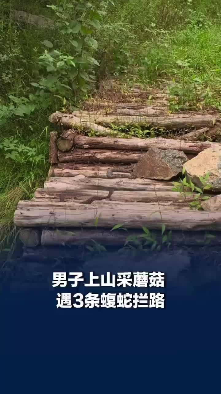 男子偶遇3条蝮蛇绕行后淡定采蘑菇