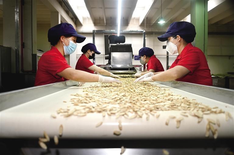 陇西县级农业高新技术产业示范区陇西奇正药材有限公司生产车间