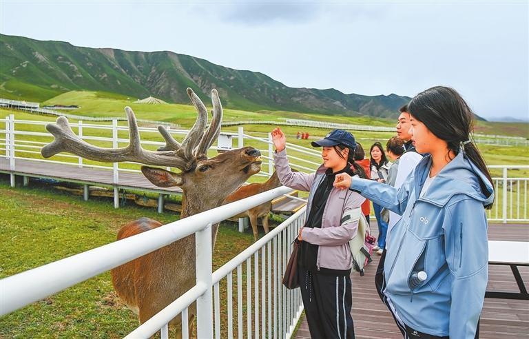 游客在祁连山马鹿文化产业园与马鹿亲密互动