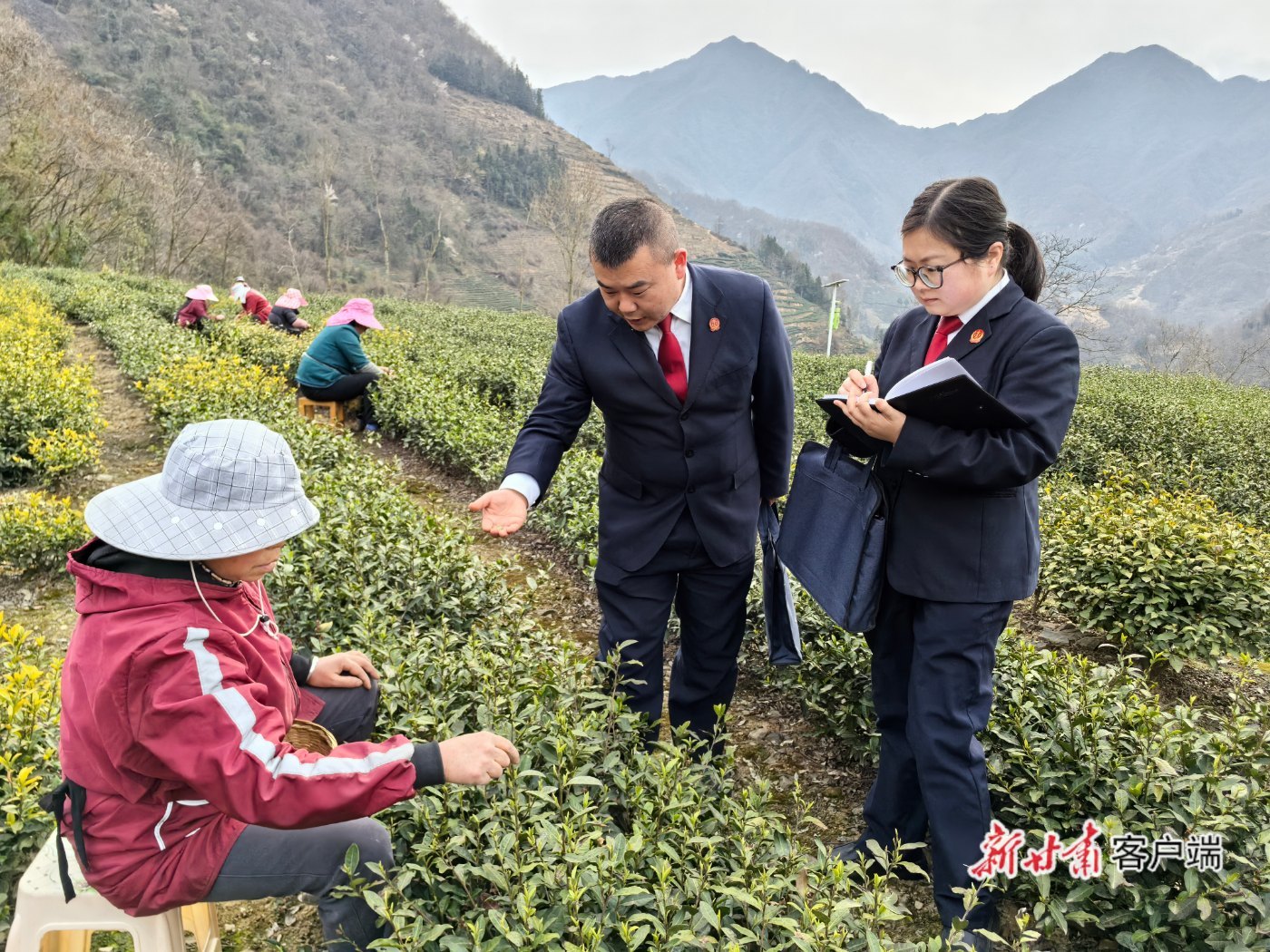 文县法院碧口法庭法官走进茶园调解纠纷 (图片由文县法院提供)