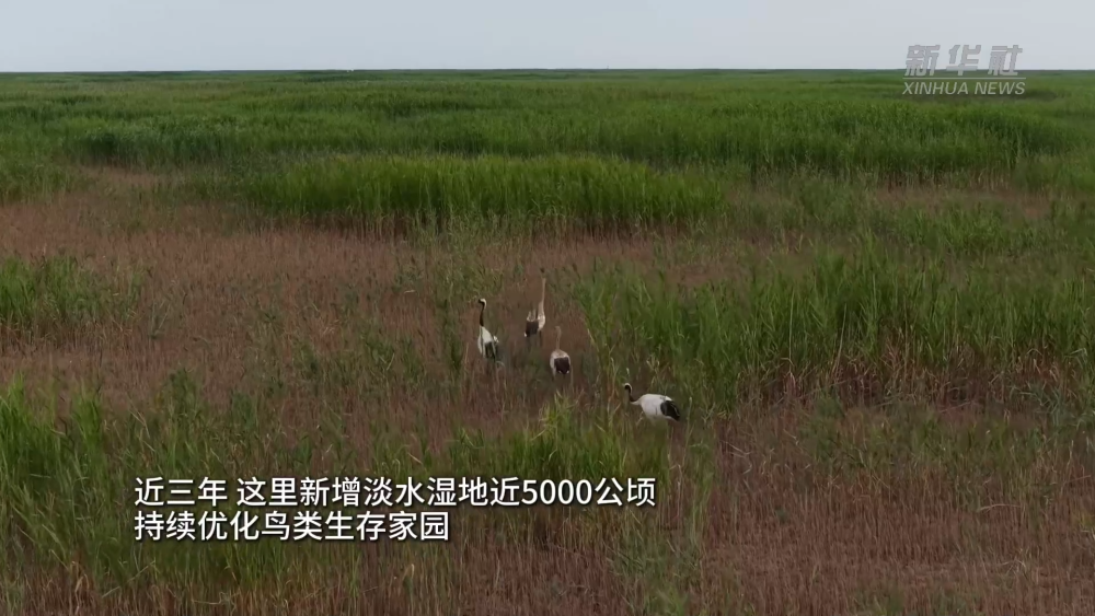 百鸟翩跹 AI全天候守护黄河入海口生态