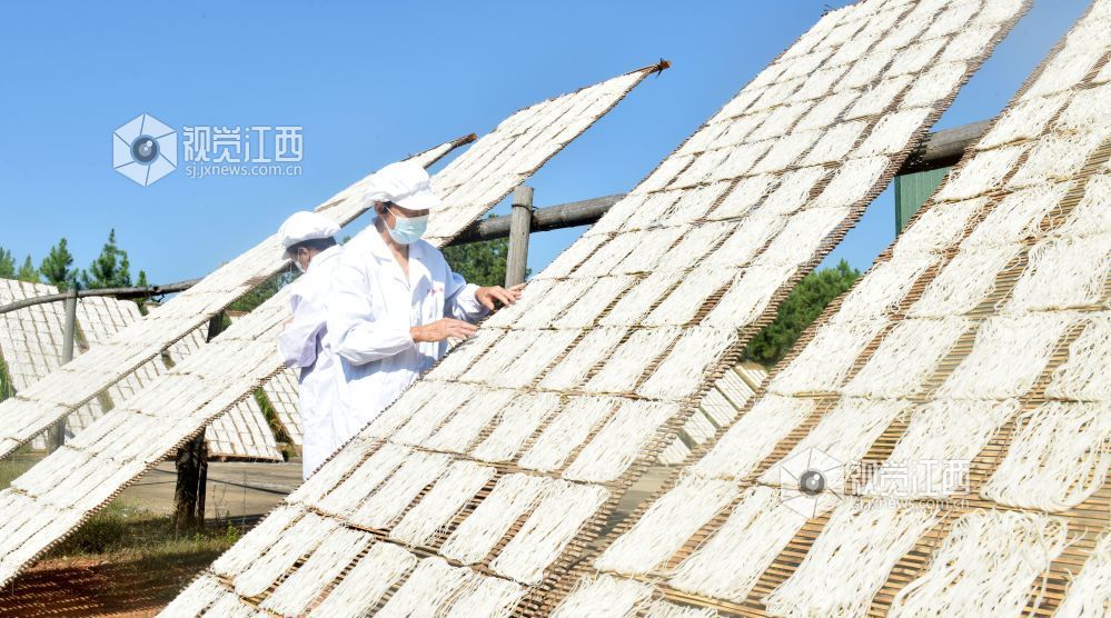 2026年8月27日,在江西景德镇市乐平市礼林镇程坂村排粉加工作坊的晾晒场上,该作坊的工人正扛着盛满新鲜粉条的竹排,将刚制作完成的“洄田排粉”放置阳光下自然凉晒风干。